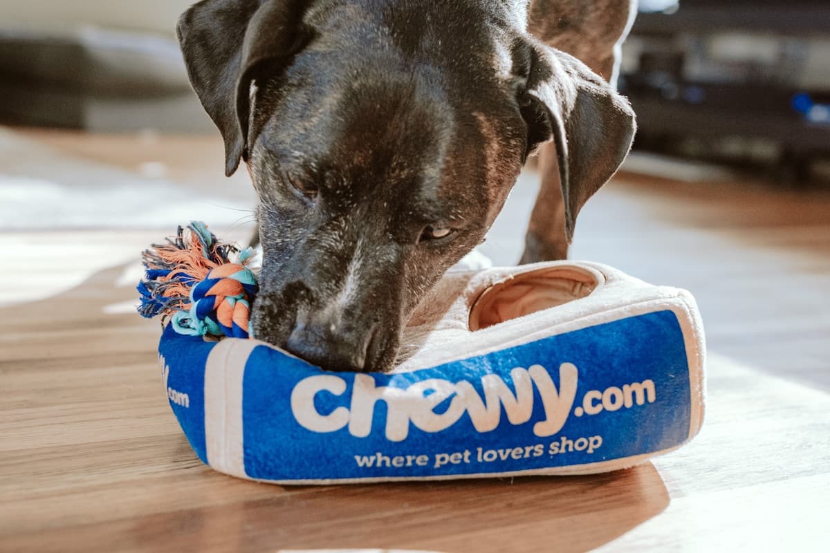 Хотели и пансиони за животиње